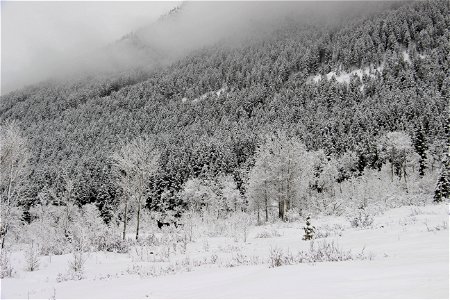 Winter Moose photo