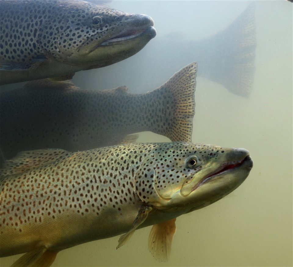 Brown Trout photo