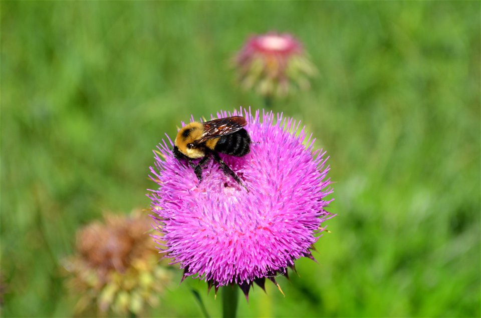 Brown belted bumblebee on musk thistle