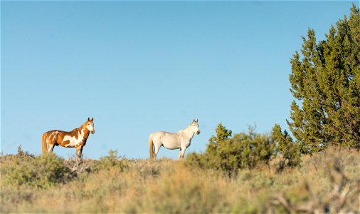 Wild Horses on the Buckhorn Byway