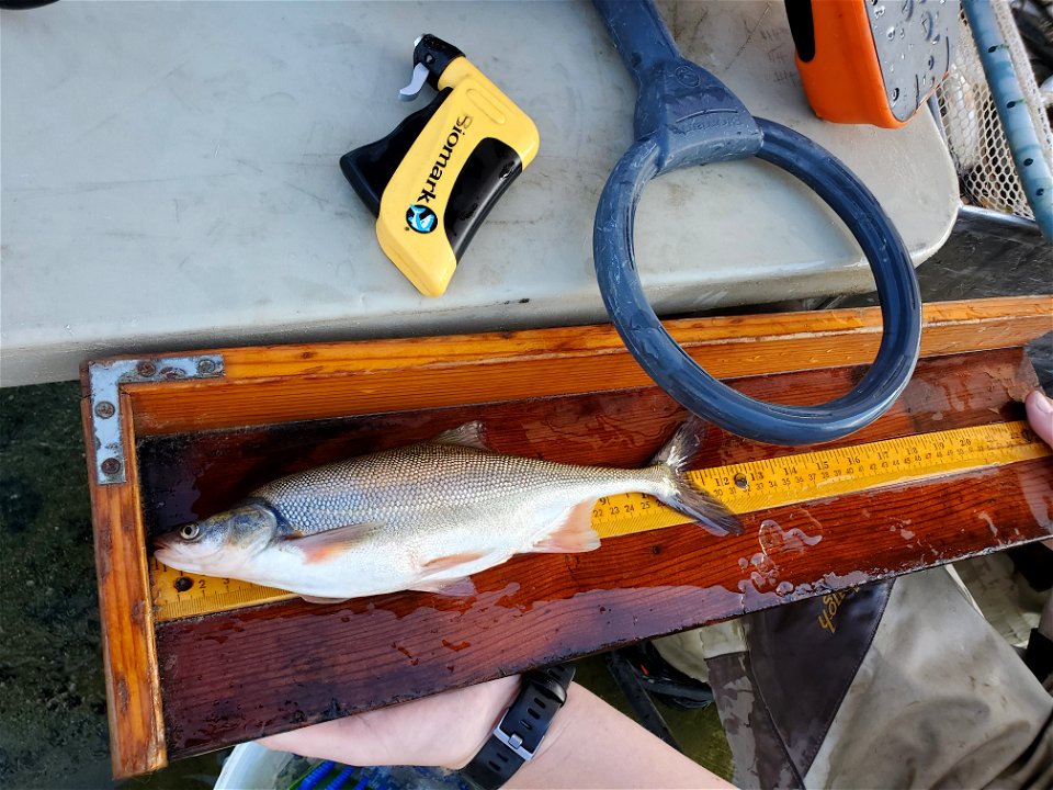 Identifying a bonytail chub