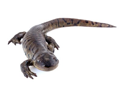 Tiger Salamander photo