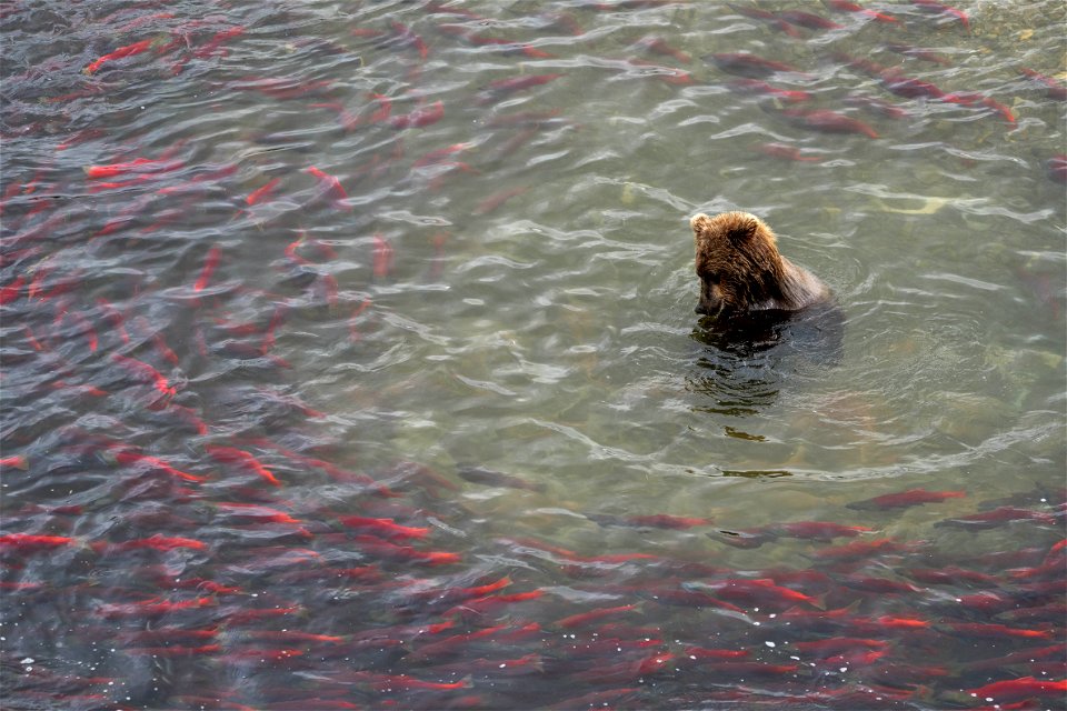 Bear fishing at Crosswinds - NPS/Lian Law