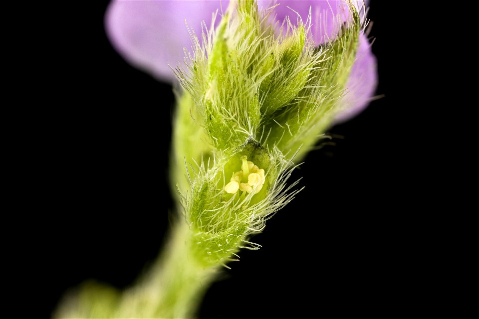 soybean pre dissected 24 hours_2021-07-16-14.17.11 ZS PMax UDR photo