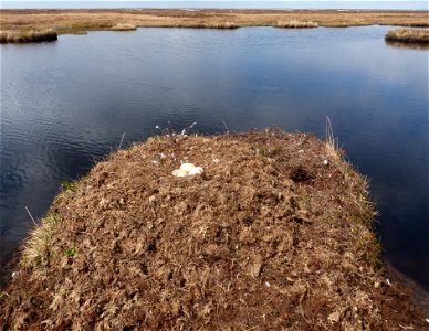 Tundra swan nest photo