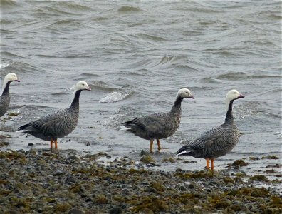 Emperor Geese