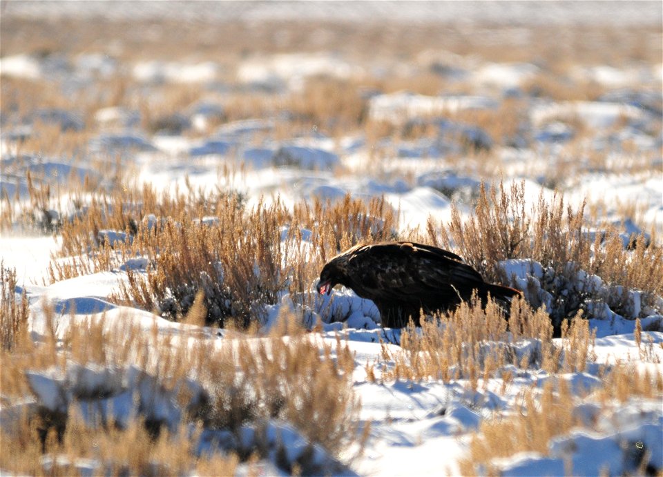 Golden eagle at Seedskadee National Wildlife Refuge