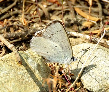 COPPER, BLUE (Lycaena heteronia) (7-21-2021) female, 4900 ft, mile 13.2 of FR 18NO7,smith river nat rec area, del norte co, ca (1)