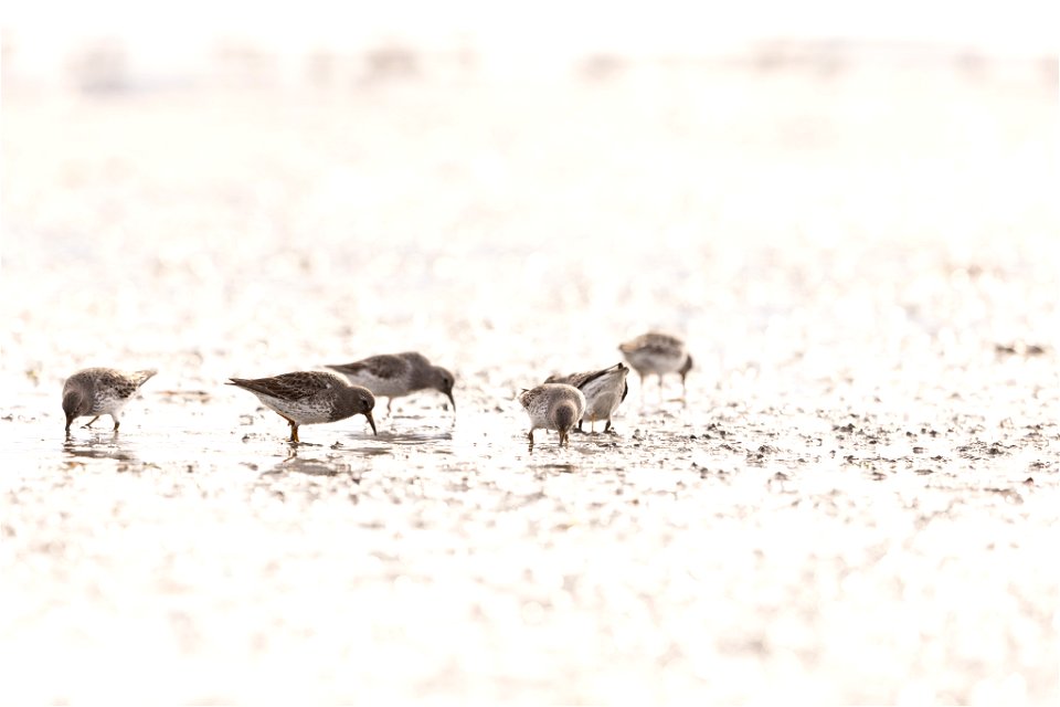 Rock sandpipers in the mudflats. photo