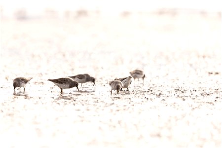 Rock sandpipers in the mudflats.