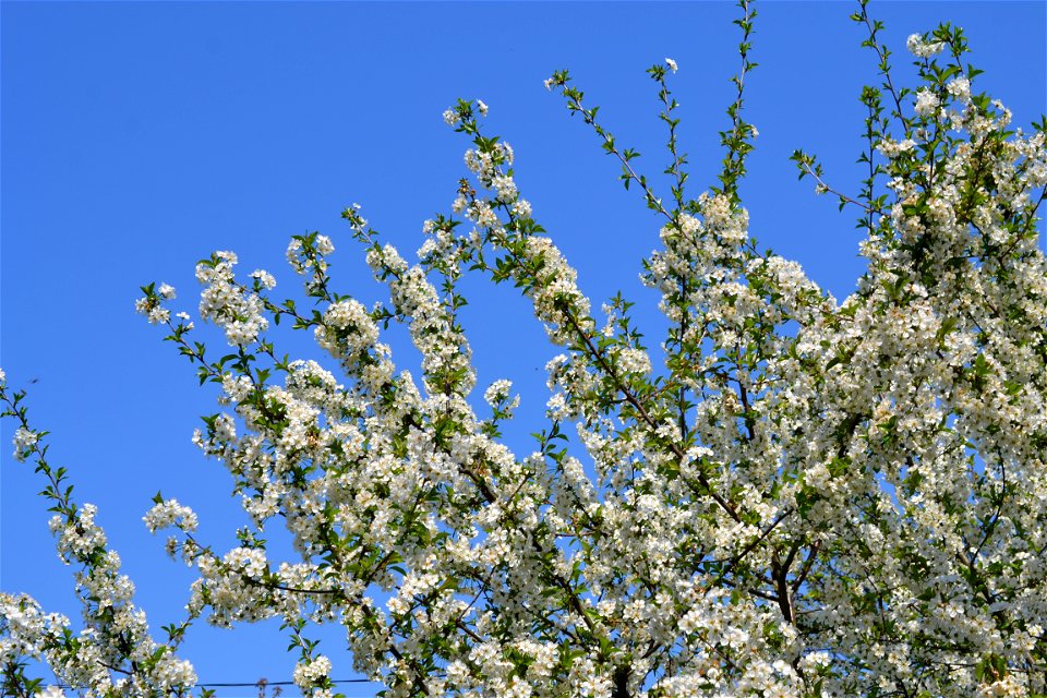Spring ,April 2023