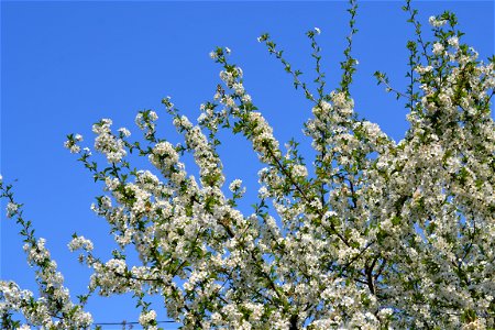 Spring ,April 2023