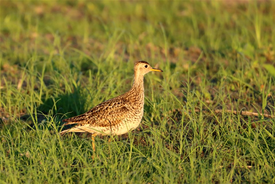 Upland Sandpiper Tewaukon National Wildlife Refuge