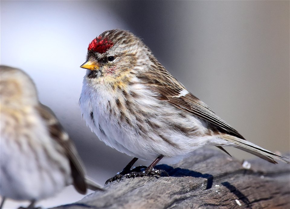 Common redpoll at Seedskadee National Wildlife Refuge