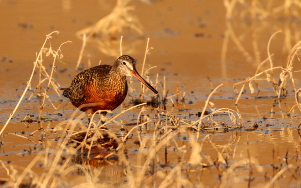 Hudsonian Godwit Huron Wetland Management District photo