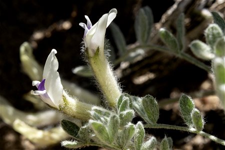 Astragalus purshii