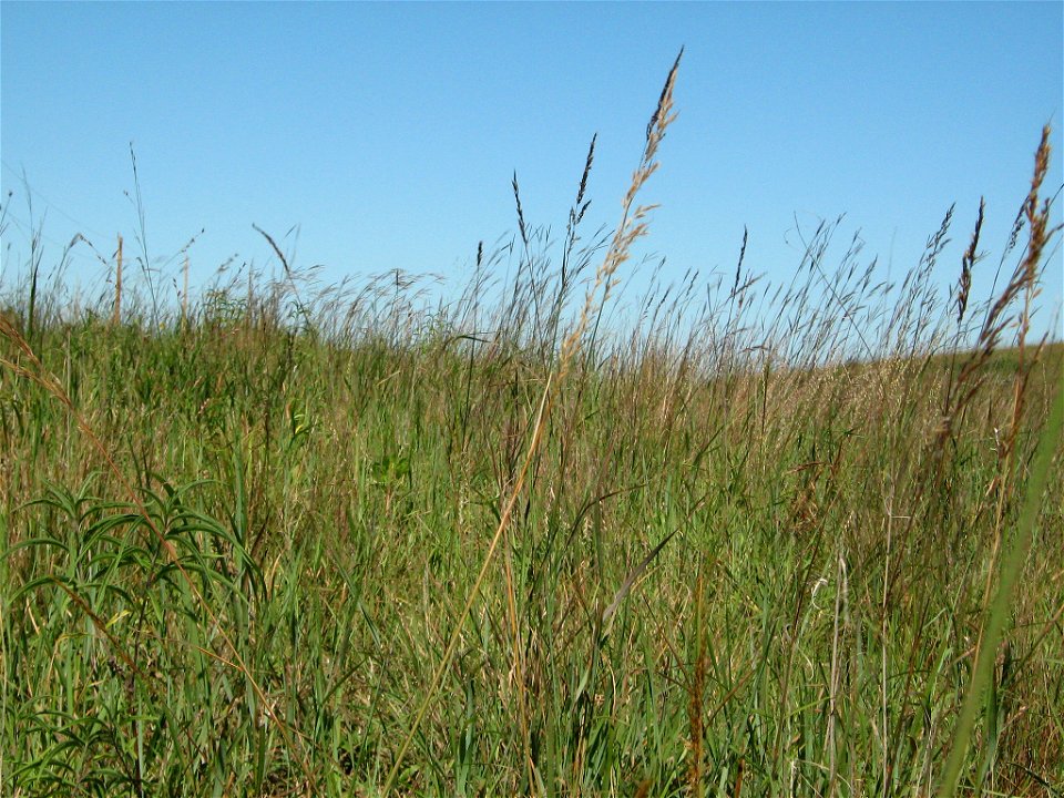 June Grazed Paddock