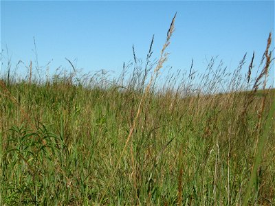 June Grazed Paddock