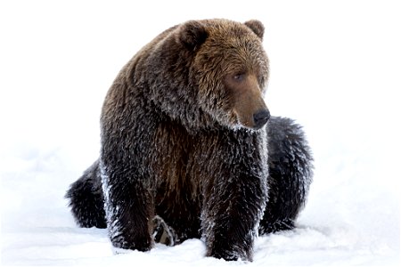 Kodiak brown bear in the snow. photo