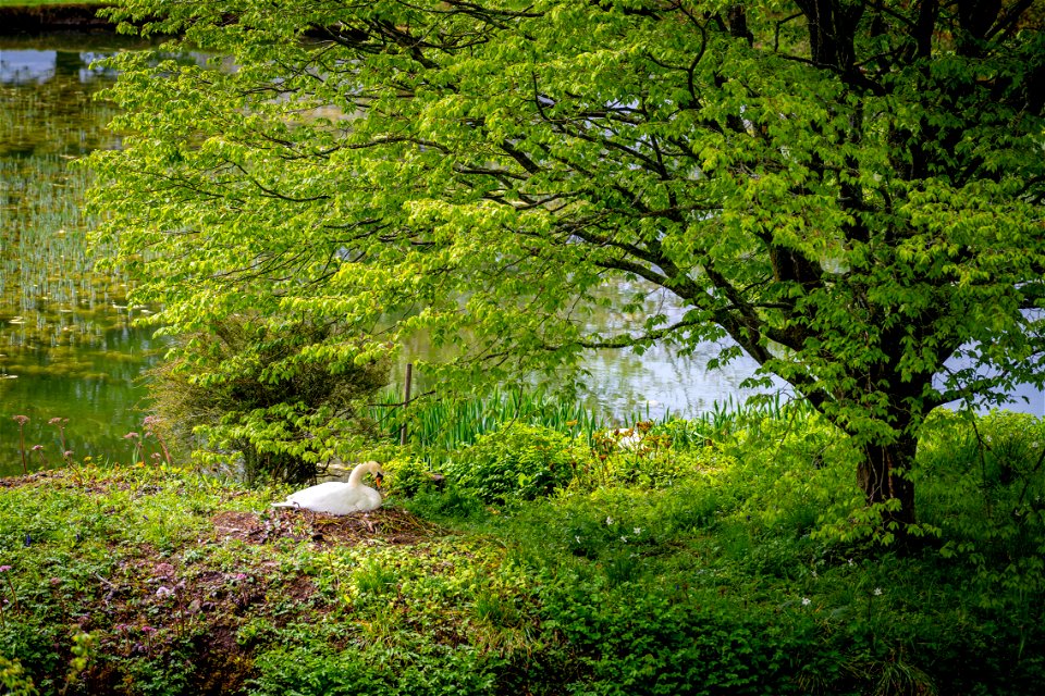 Nesting Swan photo