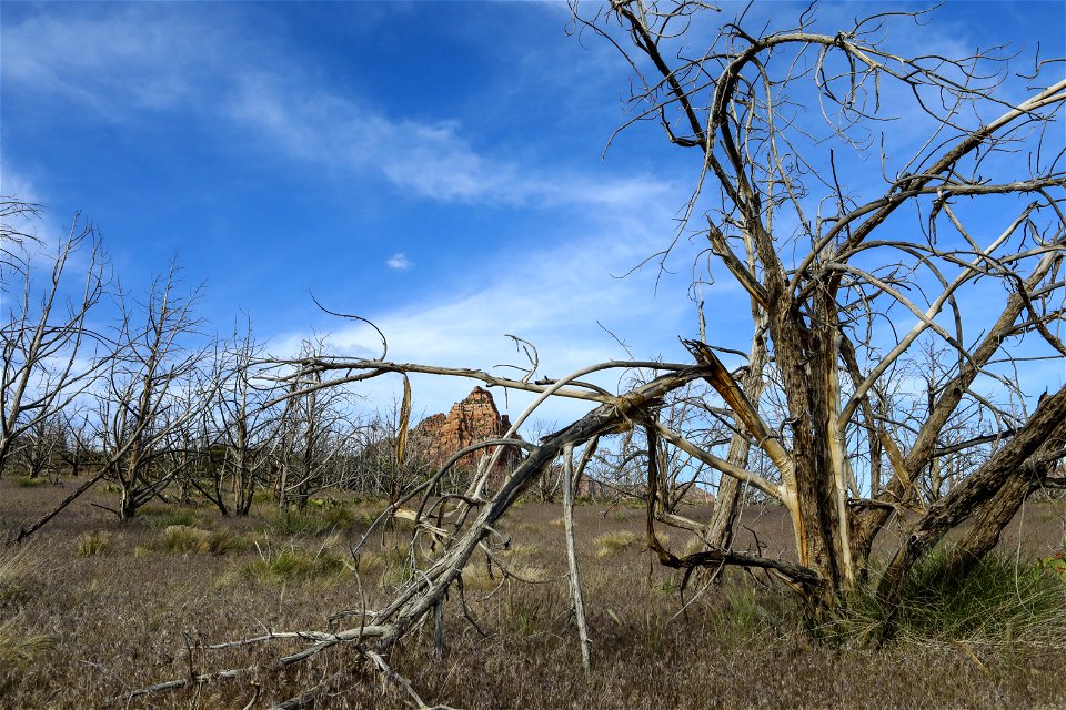 MAY 18 Burned juniper in red rock canyon photo