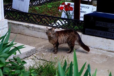 Sfanta-Vineri_cemtery- (46)