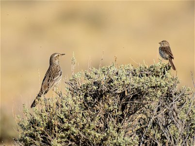 Sage thrasher and Brewer's sparrow at Seedskadee National Wildlife Refuge