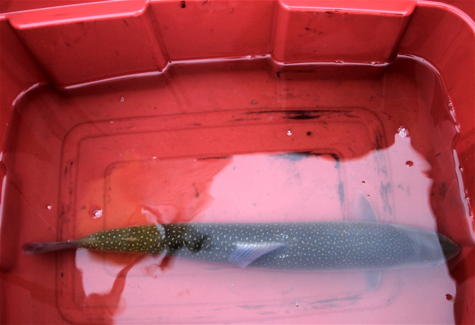 Dolly Varden waiting