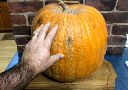 How Far Can One Pumpkin Go?