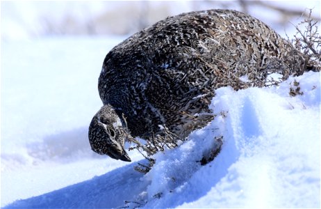 Greater sage-grouse on Seedskadee National Wildlife Refuge