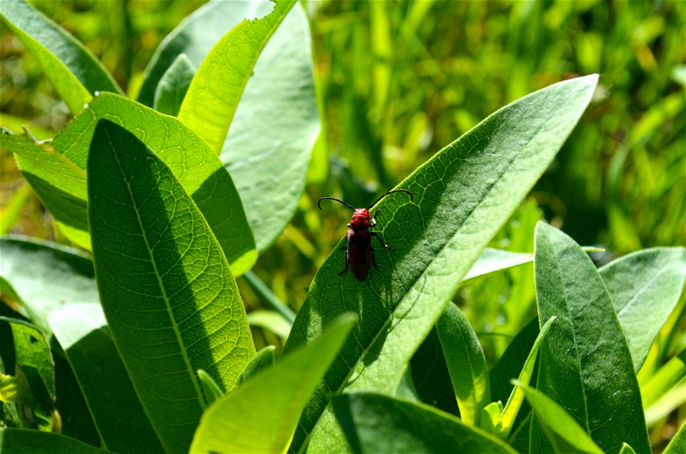 Red milkweed beetle