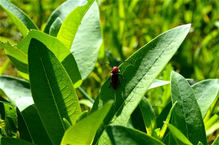Red milkweed beetle photo