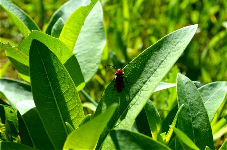 Red milkweed beetle