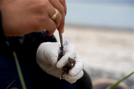 Coastal Wolf Monitoring Project 2021