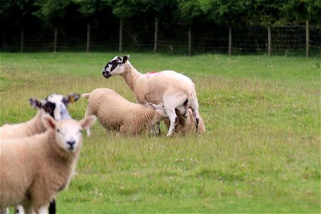 Feeding Lambs. photo