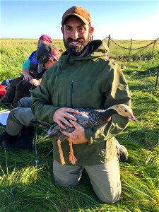 Wildlife biologist with emperor goose at Yukon Delta NWR