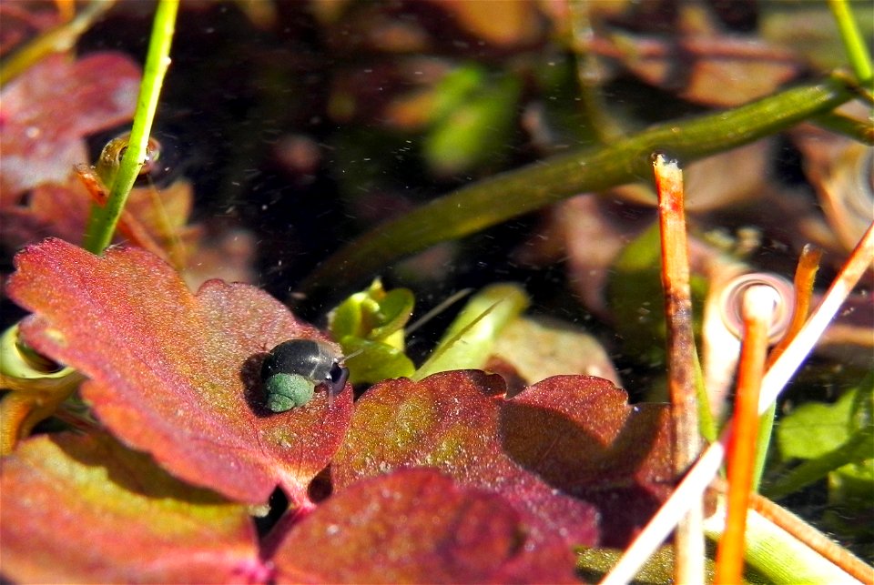 A Hardy pyrg, a type of springsnail, in a Nevada spring.