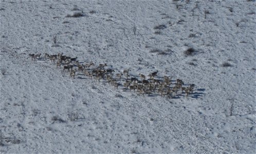 Caribou herd photo