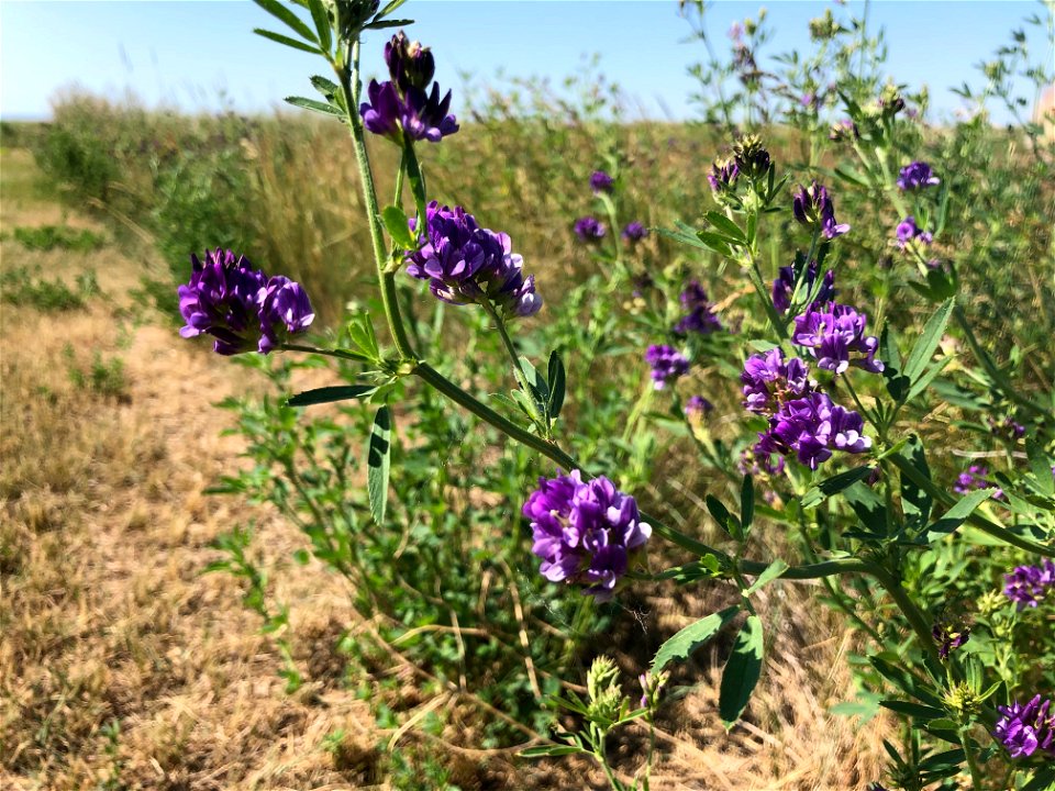 2022/365/178 Wild Clover Jamboree