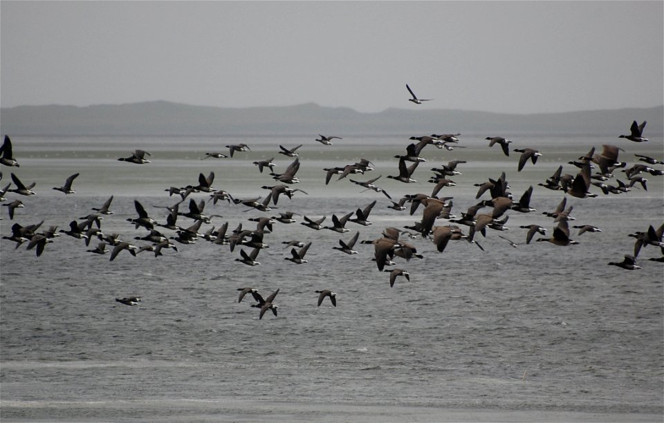 Brant at Izembek Lagoon