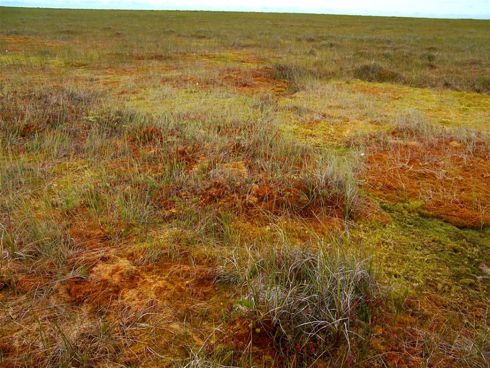 Sedge Bog photo