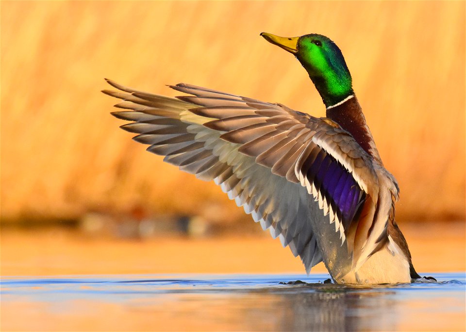 Mallard at Seedskadee National Wildlife Refuge