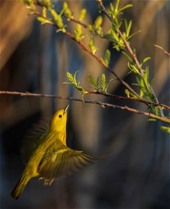 Yellow warbler photo
