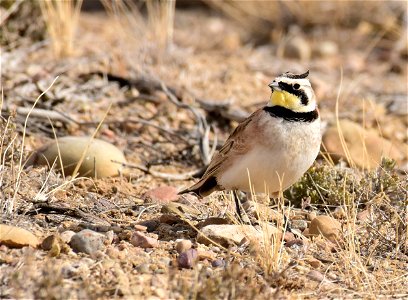 Horned Lark at Seedskadee National Wildlife Refuge