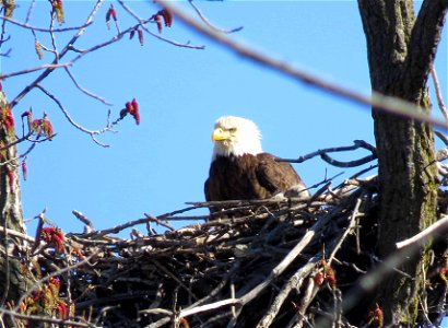Bald Eagle Nest photo