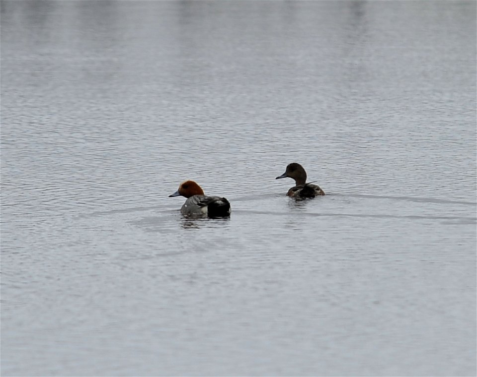 Eurasian Wigeon photo