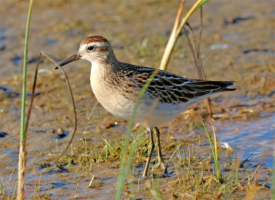 321 - SHARP-TAILED SANDPIPER (9-11-2021) lake tolowa, del norte co, ca (3) juvenile