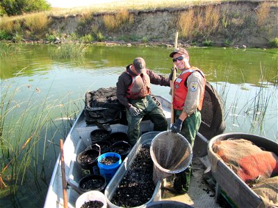 Counting Samples During Missouri River Population Survey photo