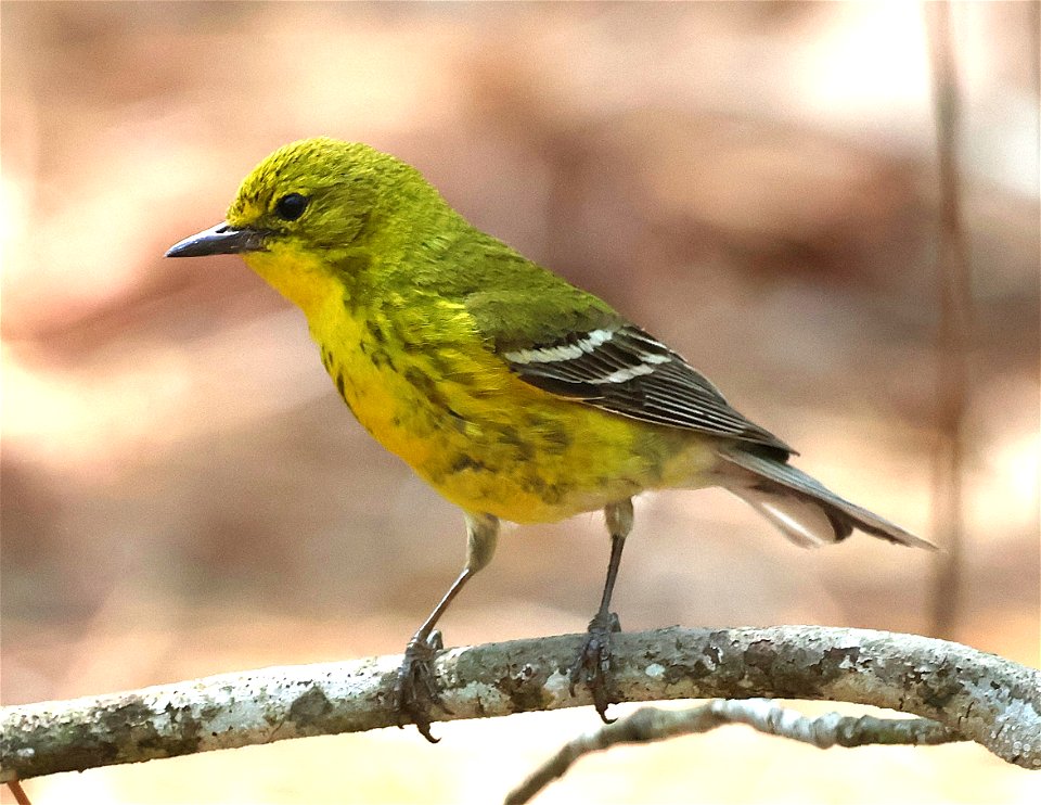 834 - PINE WARBLER (05-15-2023) bay tree lake state natural area, bladen co, nc -02