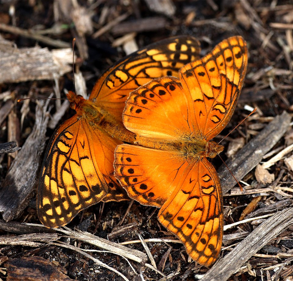 FRITILLARY, MEXICAN (Euptoieta hegesia) (12-04-2022) national butterfly center, mission, hidalgo co, tx -02